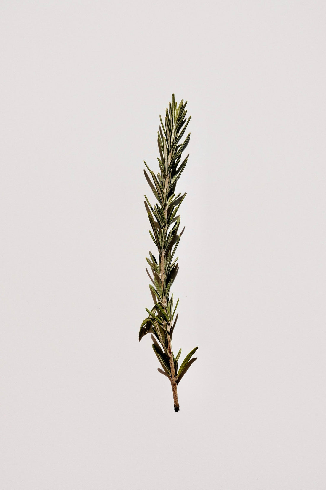 A sprig of fresh rosemary on a white background