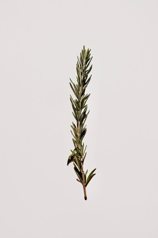 A sprig of fresh rosemary on a white background