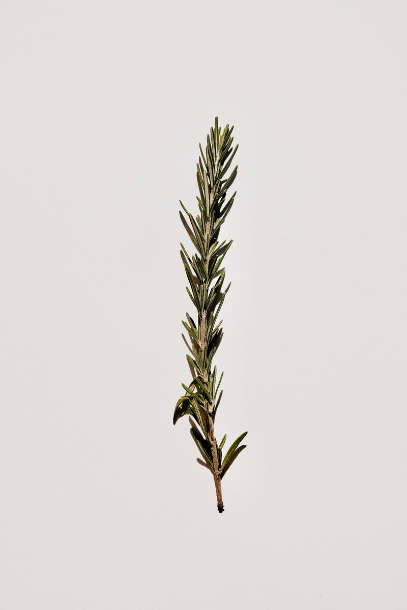 Rosemary oil for hair